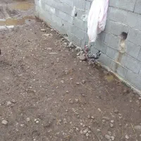 مرغ محلی تخم گذارفروشی