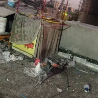 خروس گمشده خواهشن یاینده