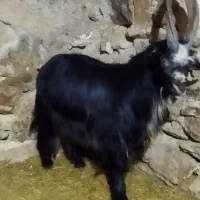 بز شاخ انبری قمی اصل ریش سفید|حیوانات مزرعه|مهاجران, |دیوار