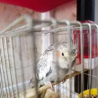 عروس هلندی خوشگل