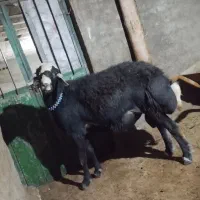 قوچ قره چال