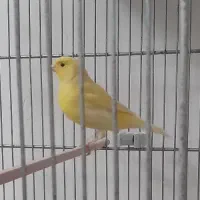 فروش چند عدد قناری