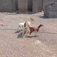 بز دوقولو