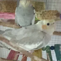 پرنده|پرنده|اسلام‌شهر, مسکن مهر اسلاشهر (شهرک امام خمینی)|دیوار