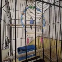 یه جفت مرغ عشق مولد و بالغ سرحال زرنگ همراه4تاجوجه