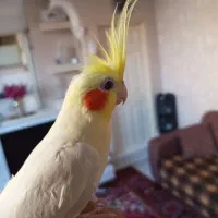 دو عدد عروس هلندی  اهلی