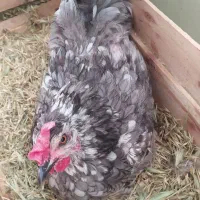 مرغ وخروس