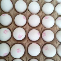 تخم مرغ روز