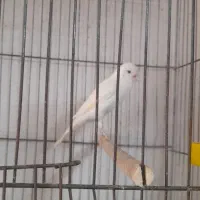 قناری نروماده داراب