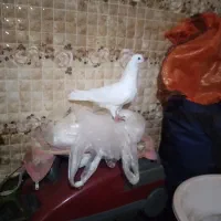 دو تا کفتر تهرانی|پرنده|کرج, شهرک اوج|دیوار