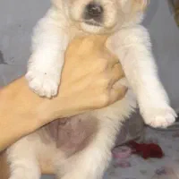 اشپیتز پامر|سگ|قدس, شهرقدس|دیوار