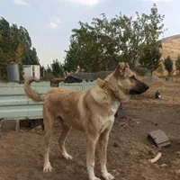 سگ سرابی نر