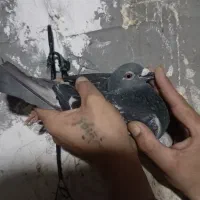 کبوتر پلاکی فانروی