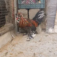 خروس سلطان اصیل دستگاه جوجه کشی|حیوانات مزرعه|کرمانشاه, |دیوار