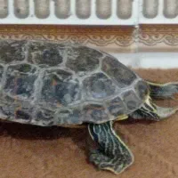 حیوان خانگی|حیوانات مزرعه|چابهار, |دیوار