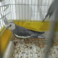 عروس هلندی
