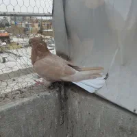 کفتر پرشی سالم سلامت