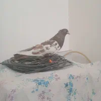 کفتر سینه مشکی خوش رنگ