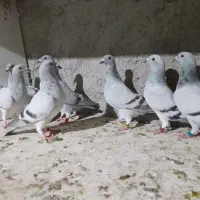شامی موریس دلبر