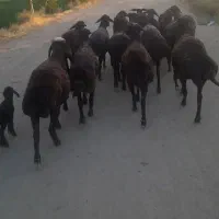 ۱۷عدد بره ماده جنس مهربان افشار