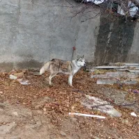 هاسکی|سگ|سنقر, |دیوار