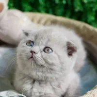 بریتیش لیلاک تخفیف خورده|گربه|سمنان, |دیوار