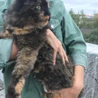 گربه بیریتیش ماده