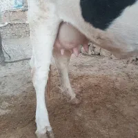 گاو سیمینتال