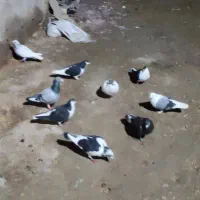 کبوتر پرشی فروش فوری قیمت مناسب