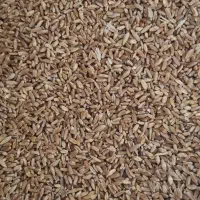 فروش گندم|عمده‌فروشی|سرپل ذهاب, |دیوار