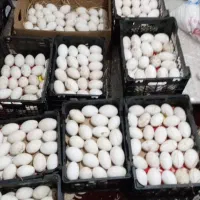 تخم بوقلمون خوراکی ۲۰ عدد موجود است