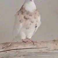 طوقی ماده.کبوتر.|پرنده|مسجد سلیمان, |دیوار