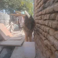فروش سگ ژرمن|سگ|شاهدشهر, |دیوار