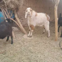 نری نژاد عالی کل هم برانژاد گیری هم براکشتن