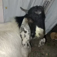 گوسفند کاموری|حیوانات مزرعه|ایرانشهر, |دیوار