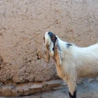 بز غاله پاکستانی|حیوانات مزرعه|ضیاء آباد, |دیوار