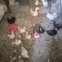 جوجه محلی اردک قوغاز