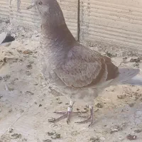 کفتر جوجه پرش بالا|پرنده|قم, پردیسان|دیوار