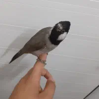 یک عدد قناری در ملاثانی|پرنده|باوی, |دیوار