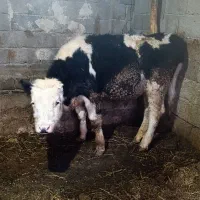 یک عدد گوساله نر سمینتال