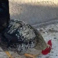 خروس پیداشده