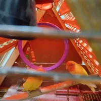 فروش قفس چوبی دستکش ساز شیک با عروس وکوتوله|پرنده|یزد, |دیوار