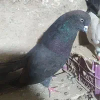 کبوتر|پرنده|سجاس رود, |دیوار