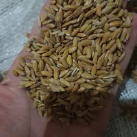 چلکوت لنجونی|خوردنی و آشامیدنی|مبارکه, |دیوار