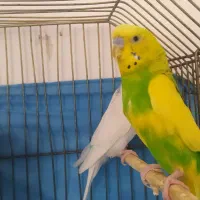 یک جفت مرغ عشق بالغ|پرنده|محمدیه-قزوین, |دیوار