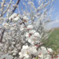 راهنمایی کنید