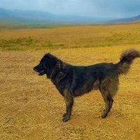 قیمت ۴ میلیون|سگ|انگوت, |دیوار