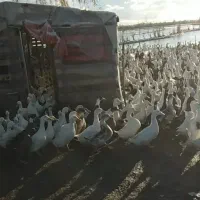 اردک فروش فوری قیمت مناسب|حیوانات مزرعه|چاف و چمخاله, |دیوار