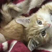 واگذاری گربه DSH|گربه|زنجان, |دیوار