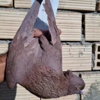 سرخ دم سفید کاکل|پرنده|فردوس (خراسان), |دیوار